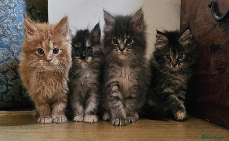 Maine Coon cats - Advert 6