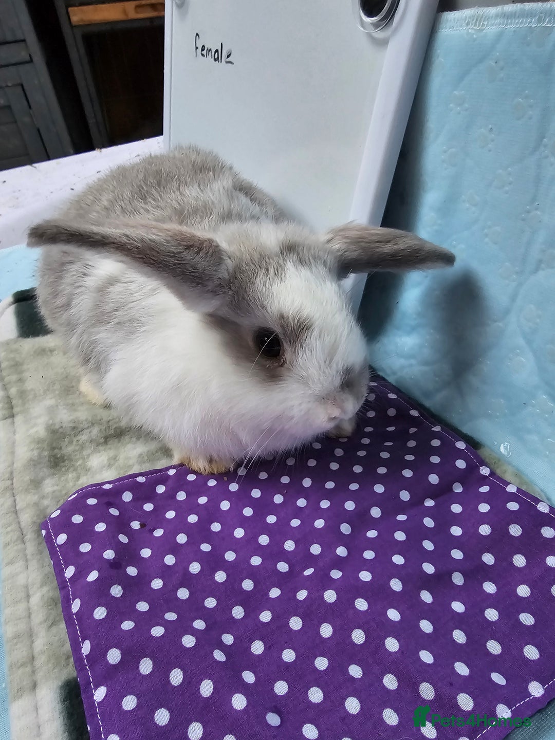 Mini Lop rabbits for sale: ✨️Mini Lop Litter✨️ - Advert 2