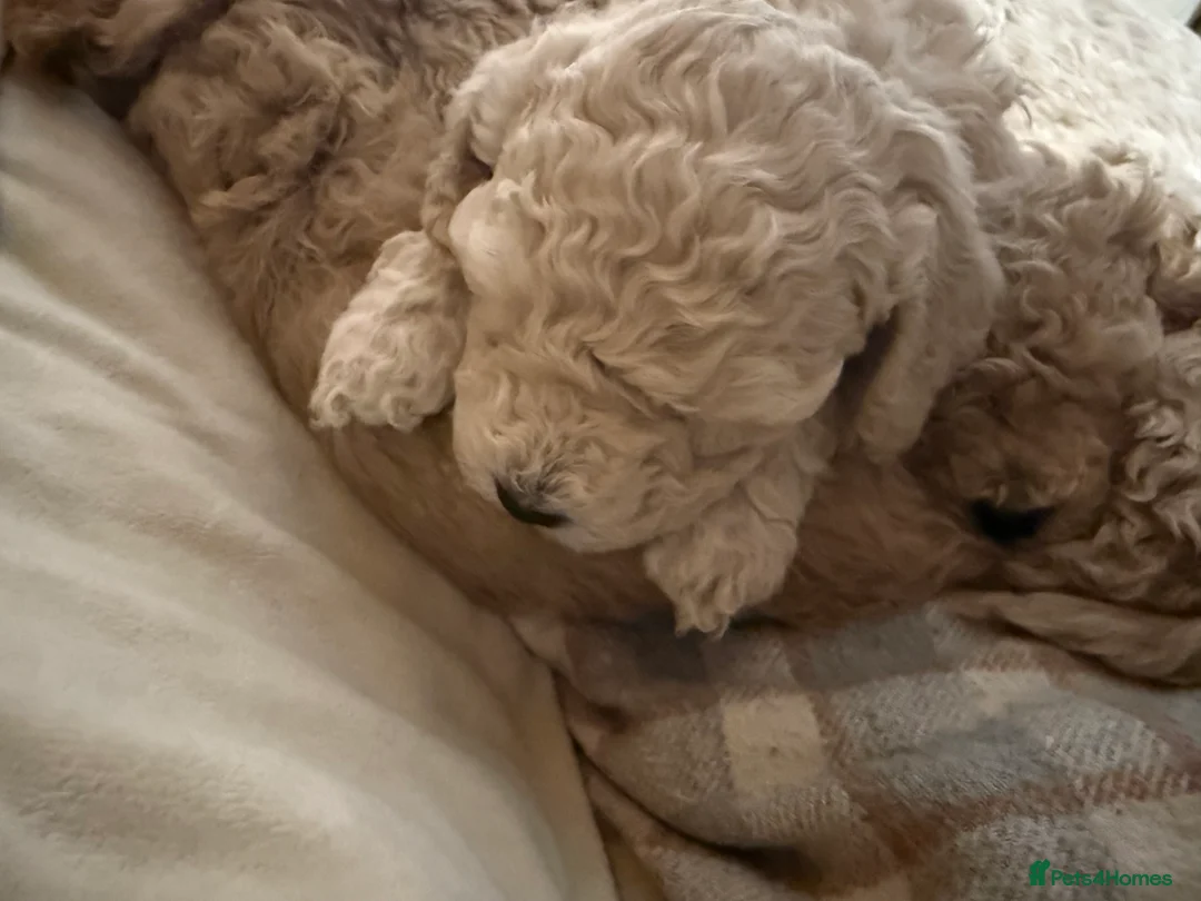 Maltipoo dogs for sale: Ready this week 🧸 - Advert 36