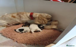 Cocker Spaniel dogs for sale: Cocker Spaniel Puppies - Image 7
