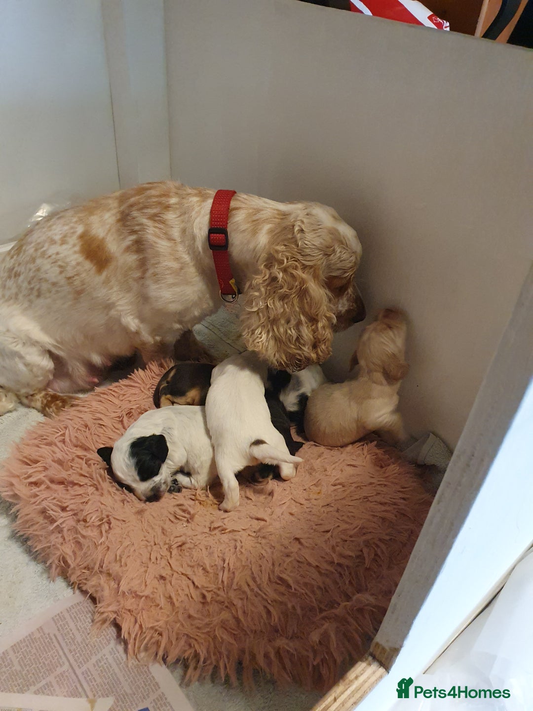 Cocker Spaniel dogs for sale: Cocker Spaniel Puppies - Image 7