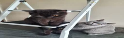 British Shorthair cats for sale: Kind Friendly Healthy Vaccinated Microchipped - Advert 3