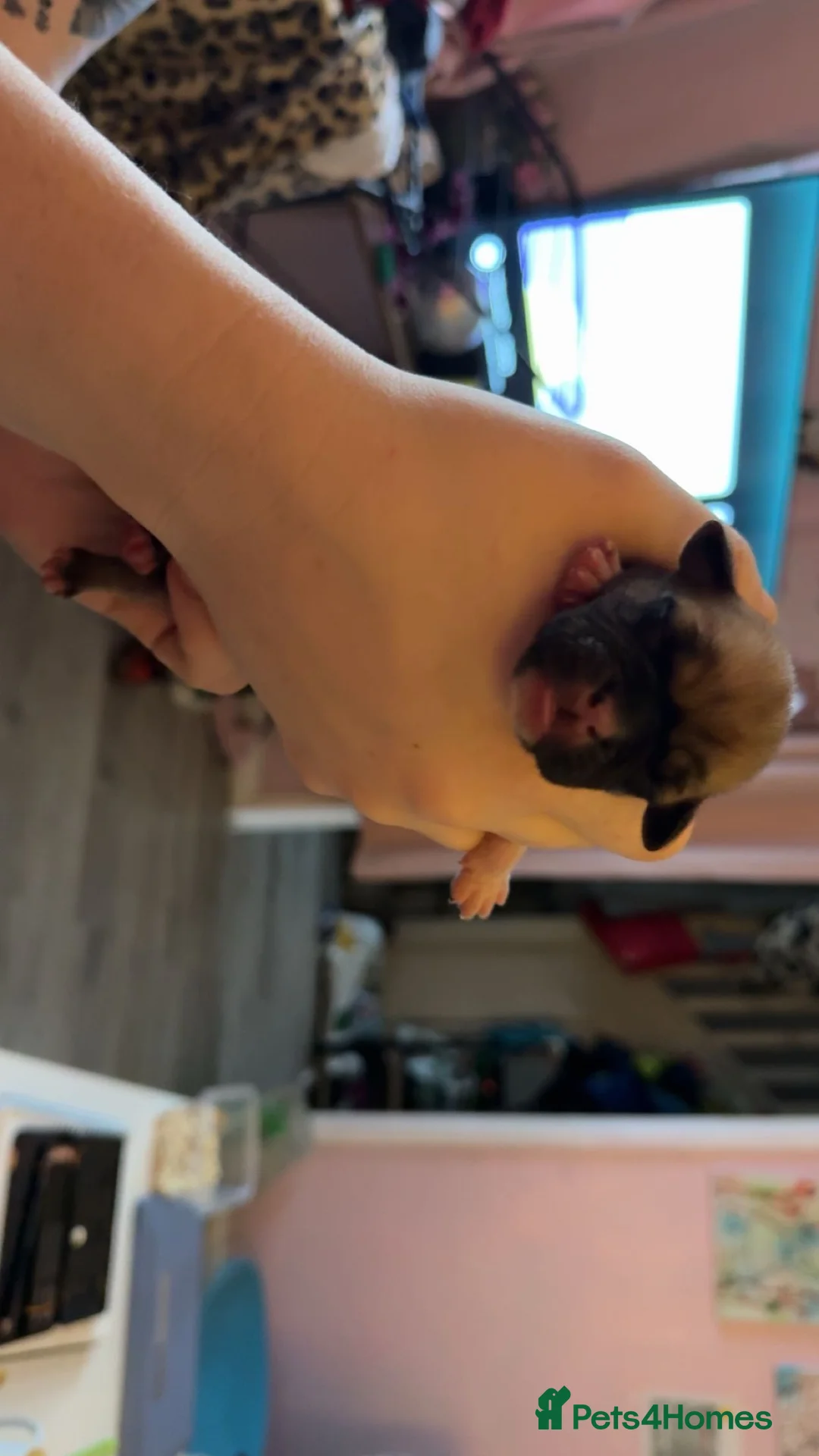 Mixed Breed dogs for sale: Pug cross american bulldog - Advert 8