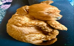 Cavapoo dogs for sale: Outstanding Red F1 cavapoo puppies H/C DNA CLEAR - Image 18