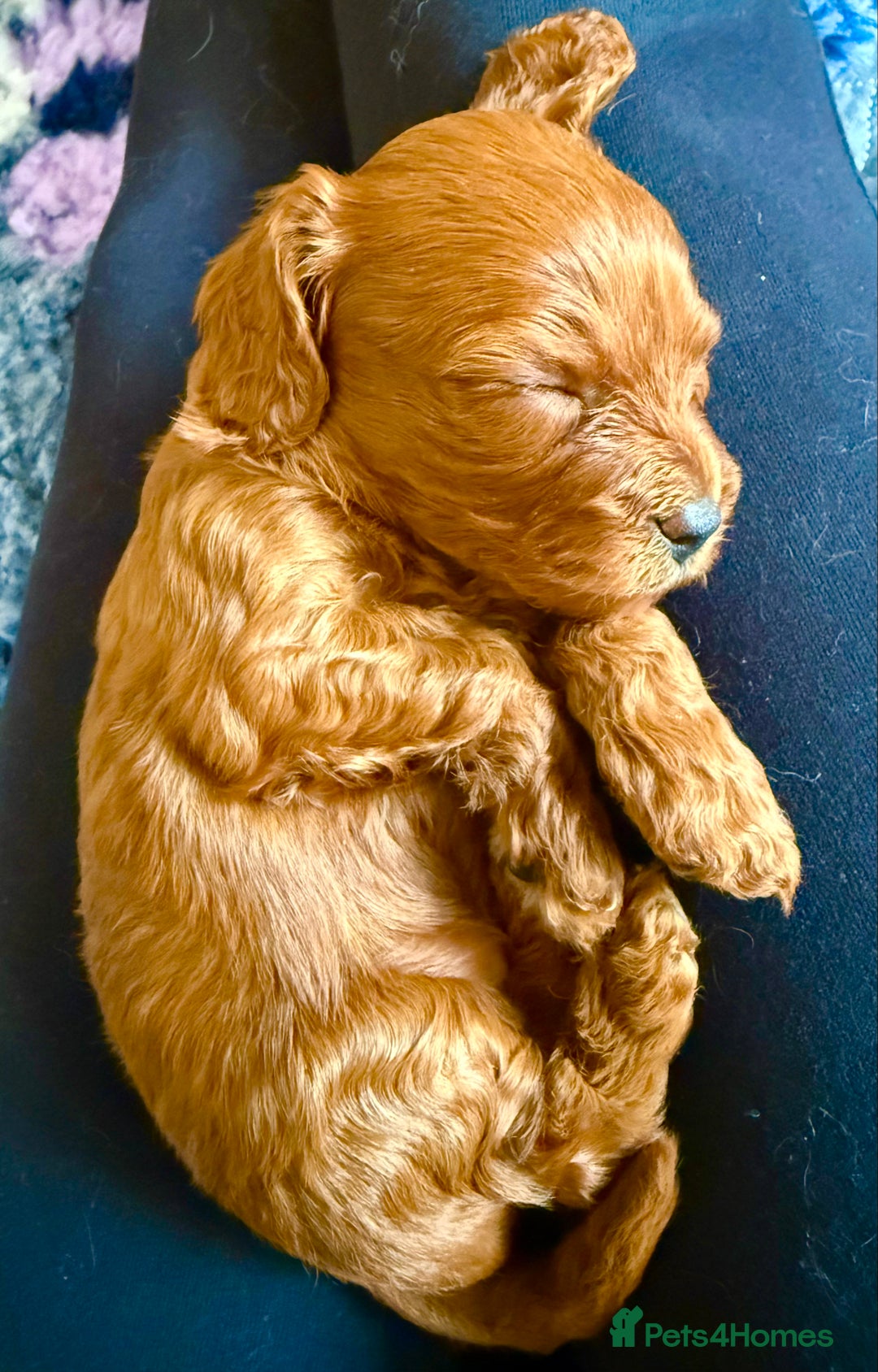 Cavapoo dogs for sale: Outstanding Red F1 cavapoo puppies H/C DNA CLEAR - Image 18
