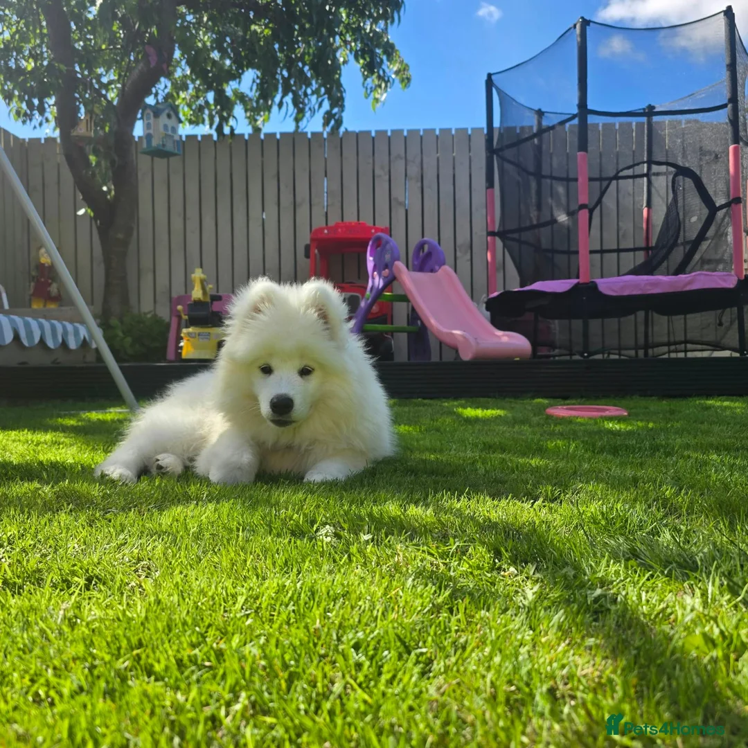 Samoyed dogs for sale: 14 week old female samoyed  - Advert 2