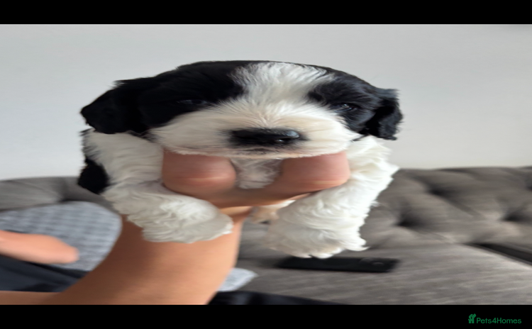 Cockapoo dogs - Advert 17