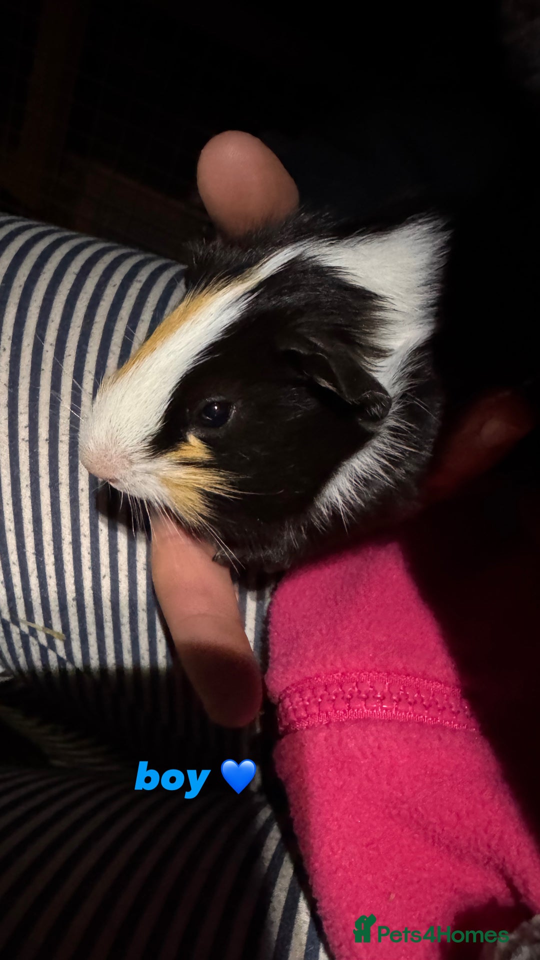 Guinea Pig rodents for sale: baby guinea pigs for sale!  - Advert 11