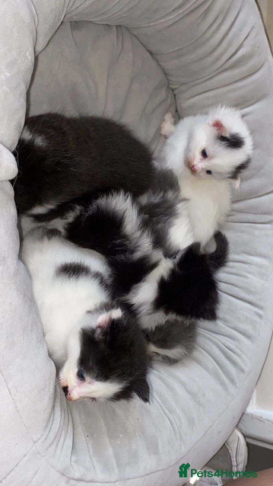 Mixed Breed cats Kittens - Advert 1