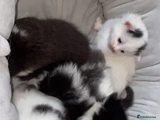 Mixed Breed cats Kittens - Advert 1