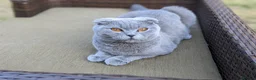 Scottish Fold cats for sale: Beautiful kittens are looking for a new home😻 - Advert 18