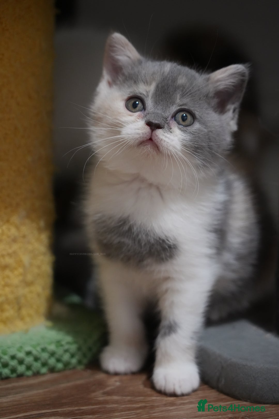 British Shorthair cats for sale: Registered champion bloodline BSH - Image 5