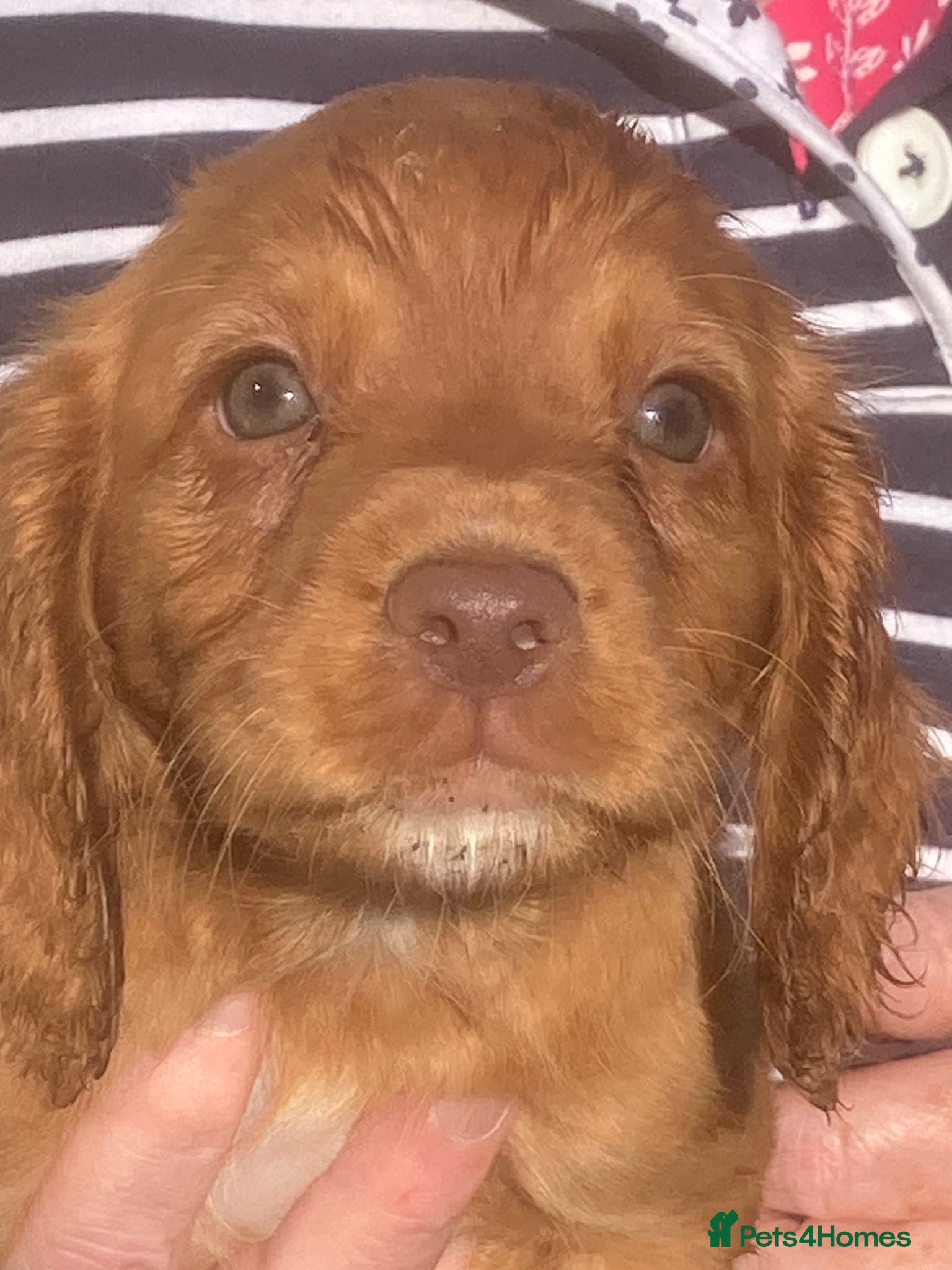 Cocker Spaniel dogs Exceptional Cocker Spaniel Puppies  - Advert 2
