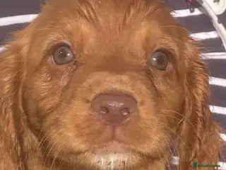 Cocker Spaniel dogs Exceptional Cocker Spaniel Puppies - Advert 2