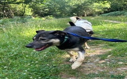 Mixed Breed dogs for adoption: Joey - Norwich Norfolk  - Image 17