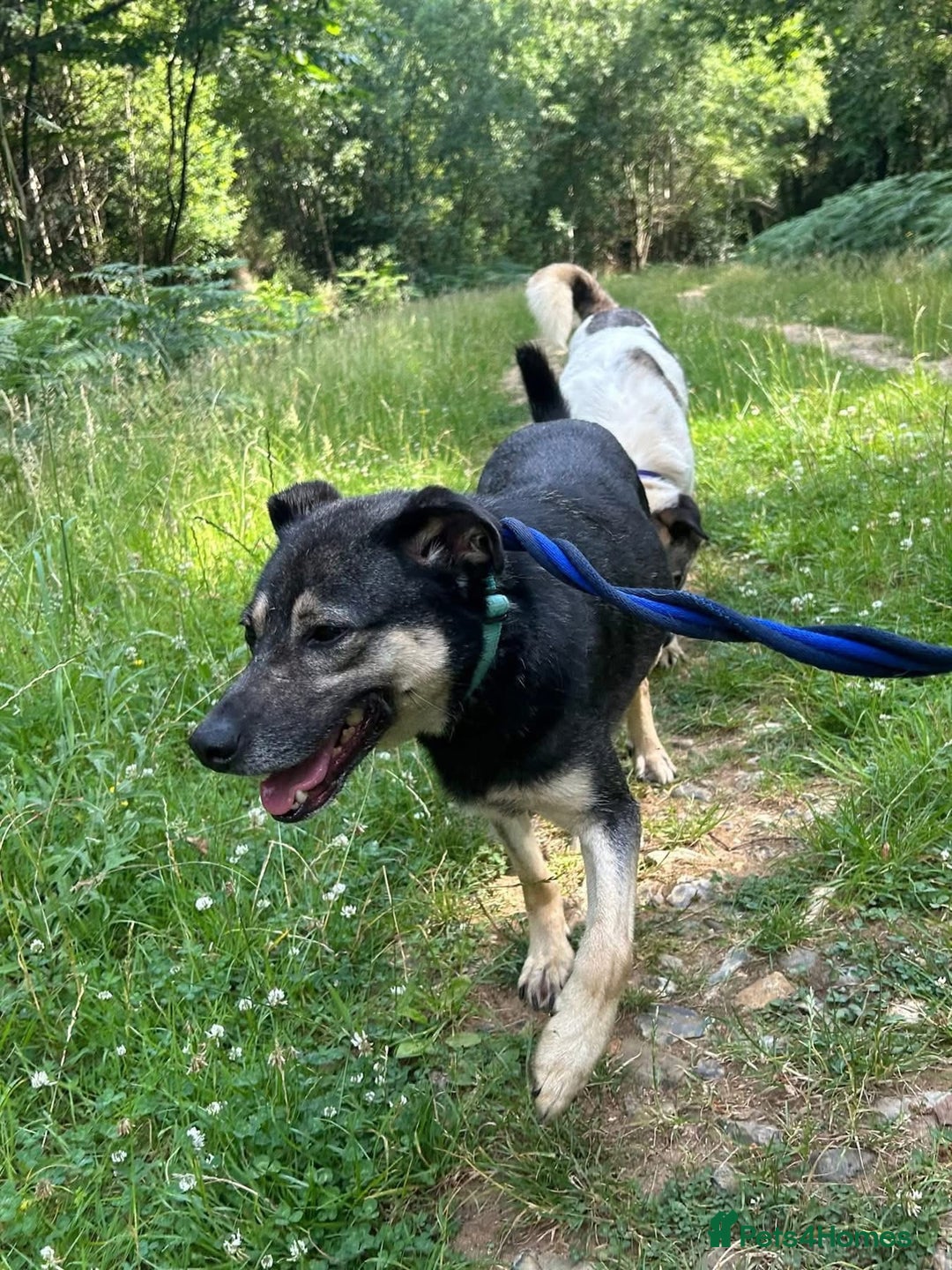 Mixed Breed dogs for adoption: Joey - Norwich Norfolk  - Image 17