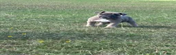 Olde English Bulldogge dogs for sale: Olde English bulldoggie  puppy’s 🎀 - Advert 6