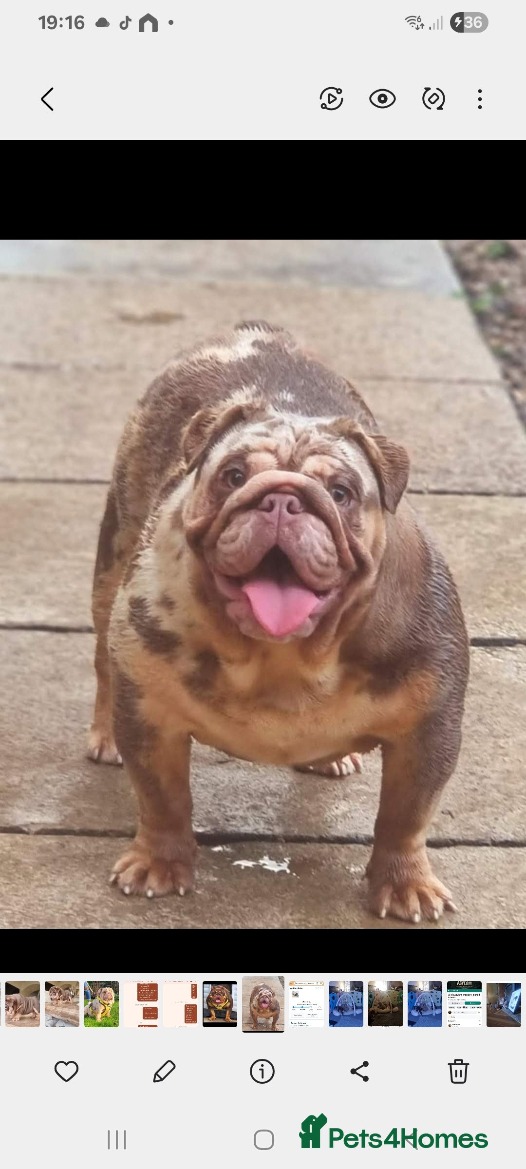 English Bulldog dogs for sale: Beautiful bulldog puppies - Advert 17