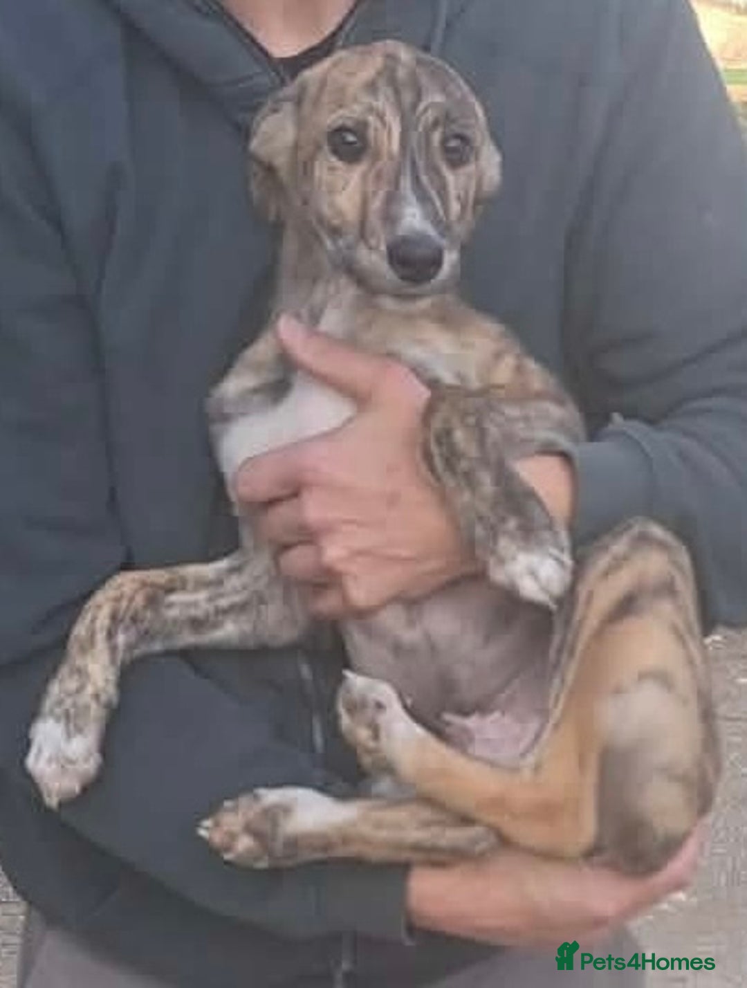 Mixed Breed dogs for adoption: Taz needs a loving home  - Advert 9