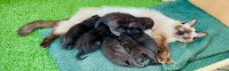 Mixed Breed cats for sale: All black ragdoll cross in Manchester - Advert 2