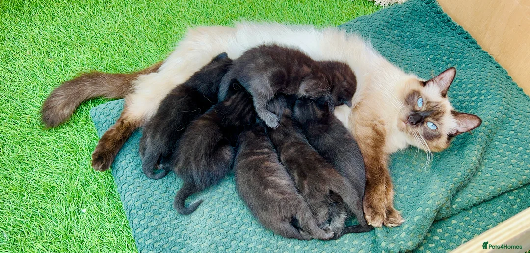 Mixed Breed cats for sale: All black ragdoll cross in Manchester - Advert 2