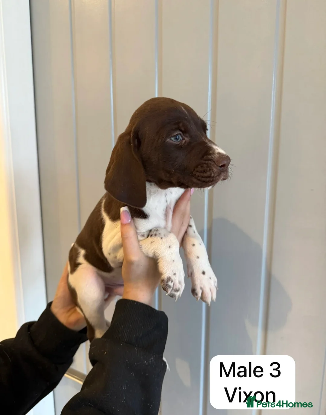 German Shorthaired Pointer dogs for sale: 🌼German shorthaired pointer puppies 🌼 - Advert 7