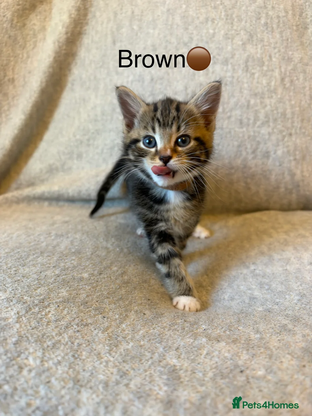 Mixed Breed cats for sale: Adorable Fluffy Tabby Kittens Ready For New Home!! in Skelmersdale - Advert 2