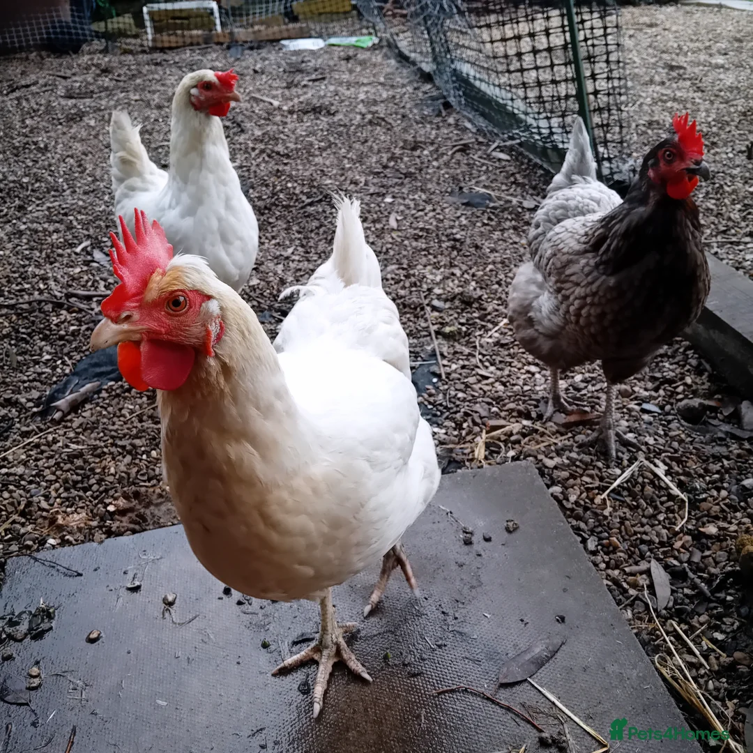 Chickens poultry for sale: Gorgeous Friendly Hens for Sale with Coop - Advert 2