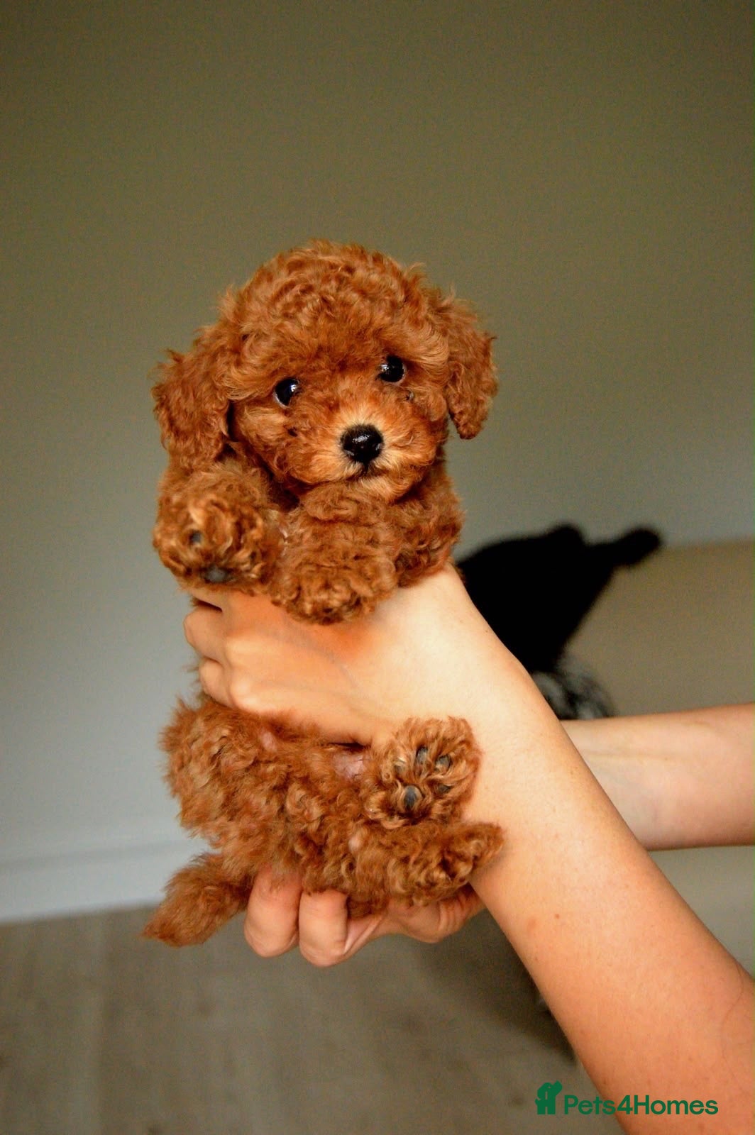 Toy Poodle dogs Pedigree  - Advert 2