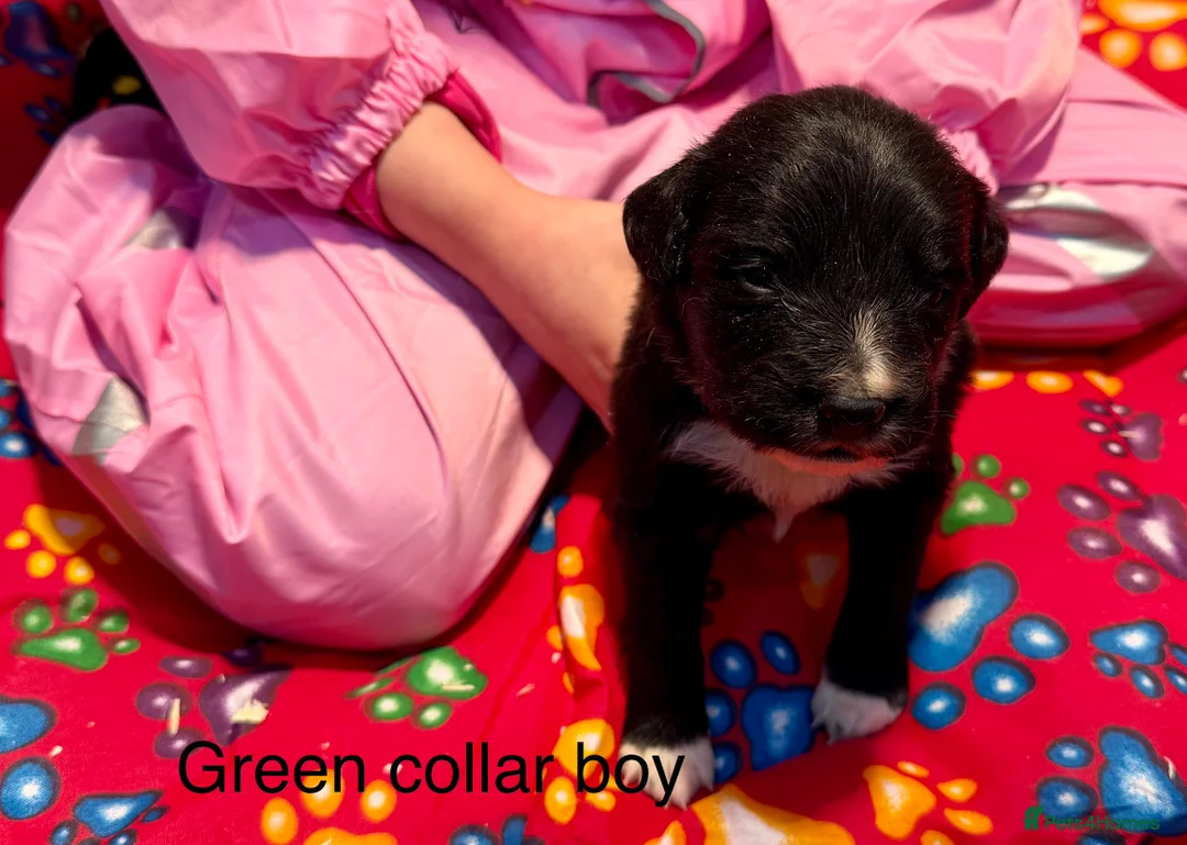 Sprollie dogs for sale: Sprollie puppies from experienced breeder - Advert 15