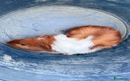 Guinea Pig rodents for sale: Pure abyssinian guinea pig - Image 2