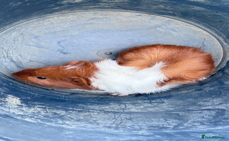 Guinea Pig rodents - Advert 17