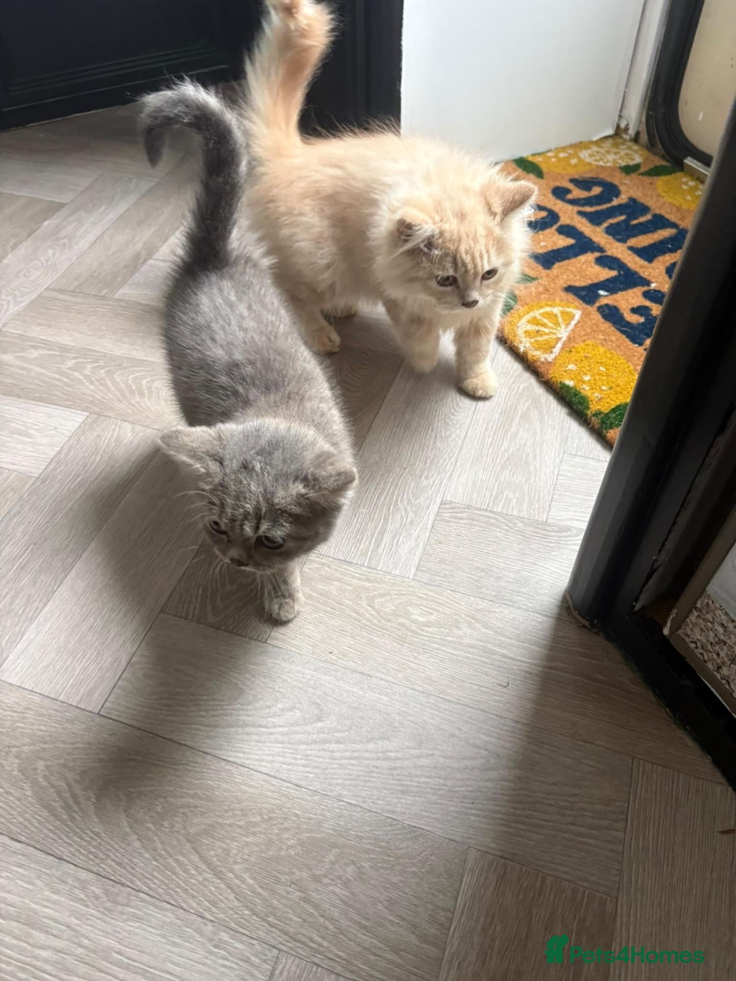 British Shorthair cats British shorthair kittens - Advert 7