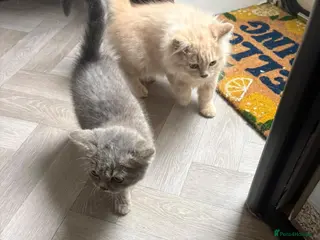 British Shorthair cats British shorthair kittens - Advert 7