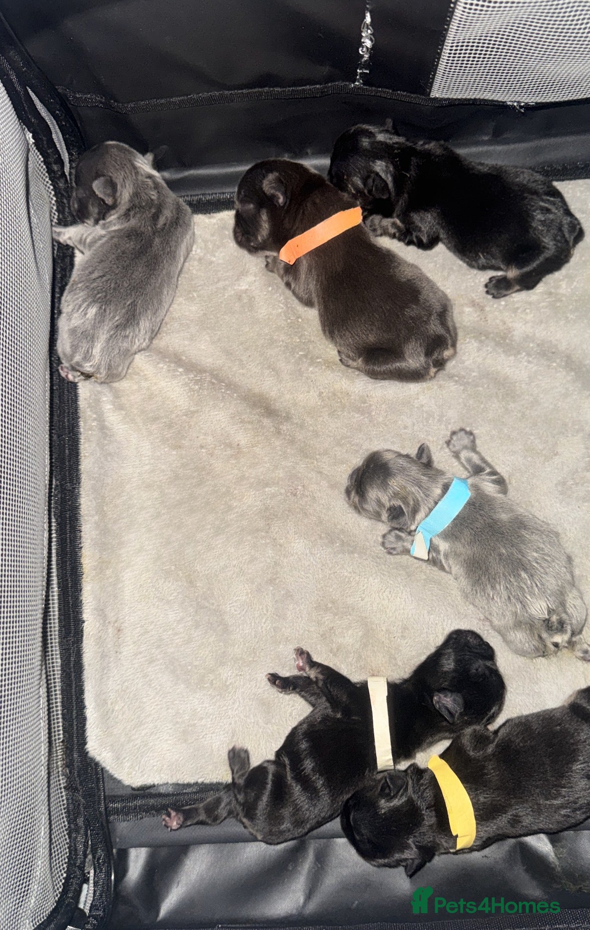 French Bulldog dogs LITTLE LUXURY PUPPIES! BEAUTIFUL FLUFFY FRENCHIES  - Advert 2