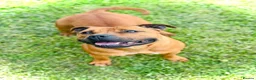 Staffordshire Bull Terrier dogs for sale: Red Staffordshire Bull Terriers - Advert 1
