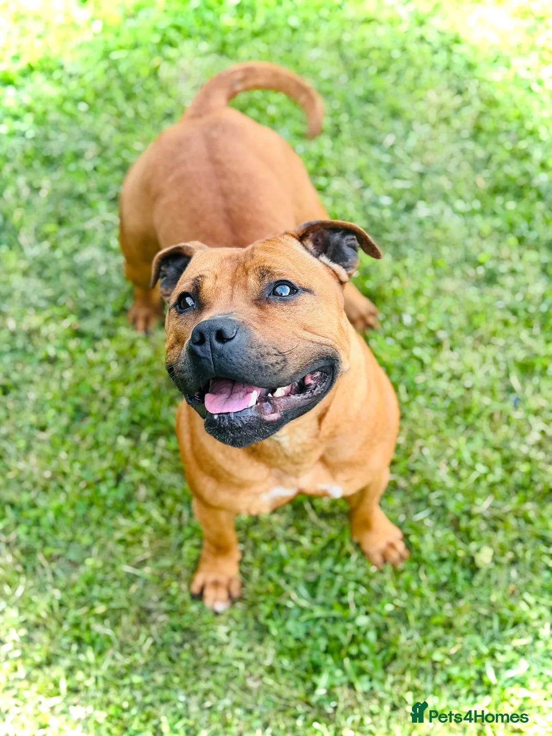 Staffordshire Bull Terrier dogs for sale: Red Staffordshire Bull Terriers - Advert 1