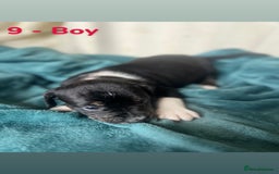 Mixed Breed dogs for sale: Old Tyme English Bulldog x Sproodle Puppies - Image 18