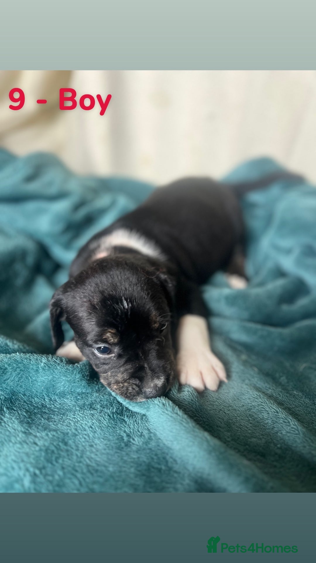 Mixed Breed dogs for sale: Old Tyme English Bulldog x Sproodle Puppies - Image 18