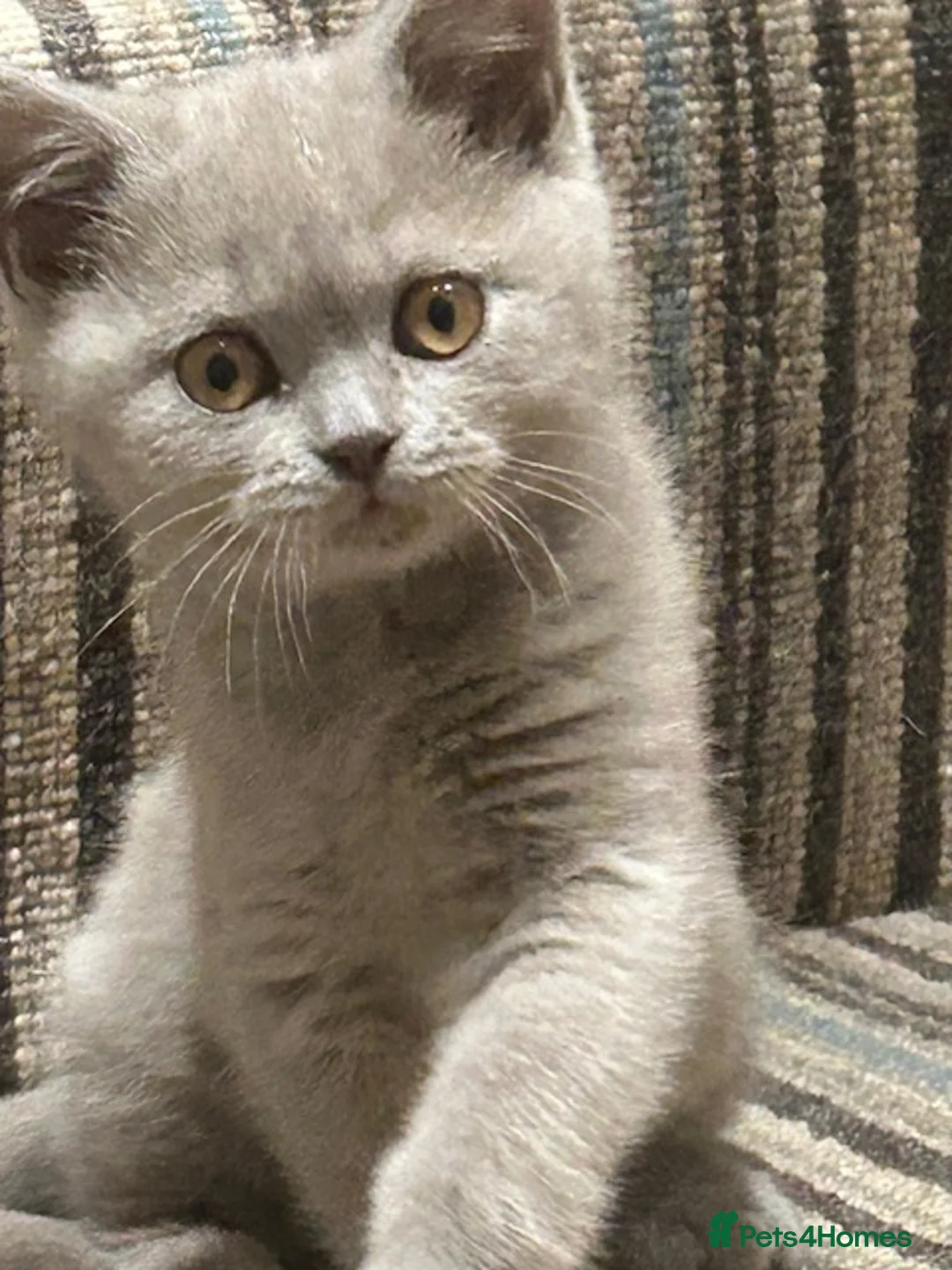 British Shorthair cats for sale: Stunning Lilac and Cinnamon girls available GCCF  - Advert 4