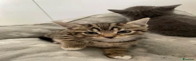 British Shorthair Kitten 2