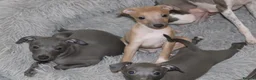 Italian Greyhound dogs for sale: One Fawn male Italian Greyhound - Advert 5