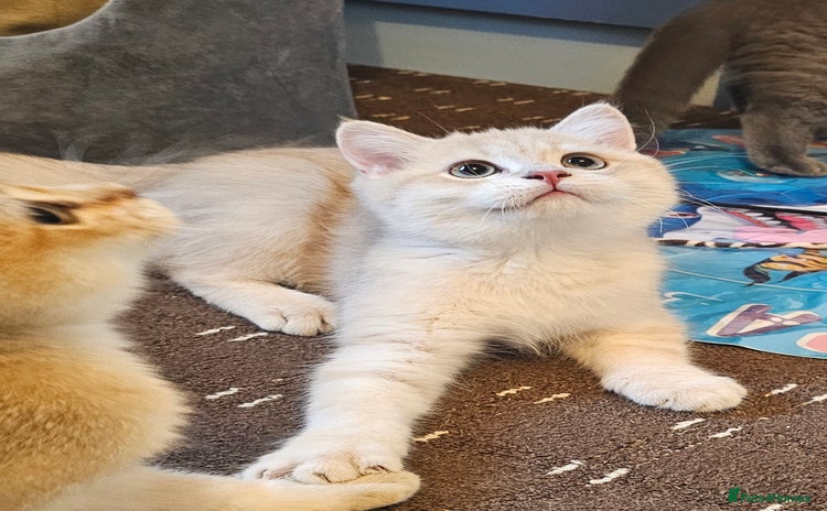 British Shorthair cats - Advert 2