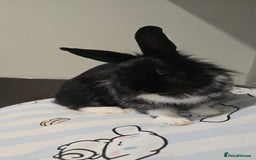Mixed Breed rabbits for sale: Two Sweet Bunnies to a Loving Home - Image 2