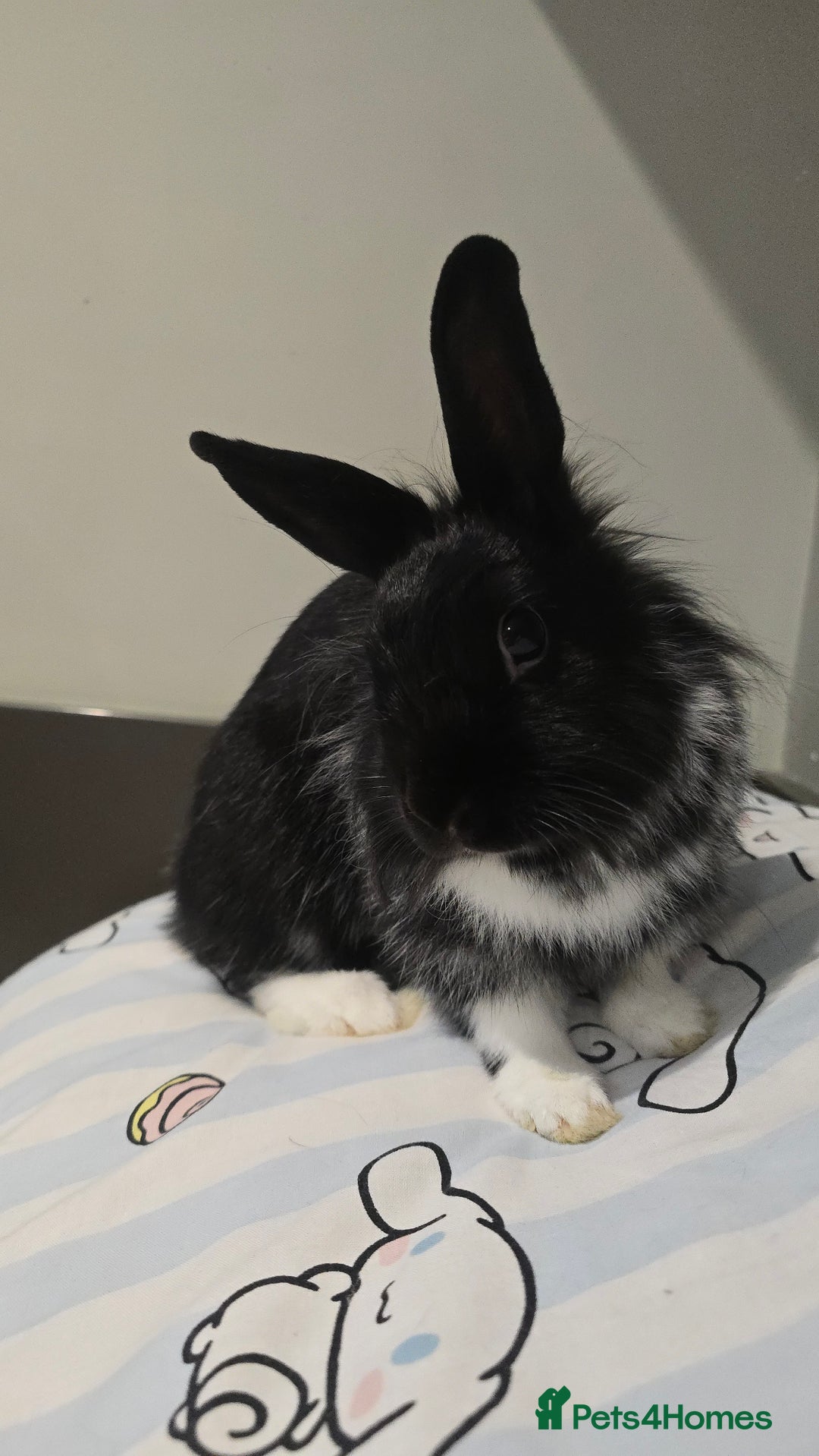 Mixed Breed rabbits for sale: Two Sweet Bunnies to a Loving Home - Image 2