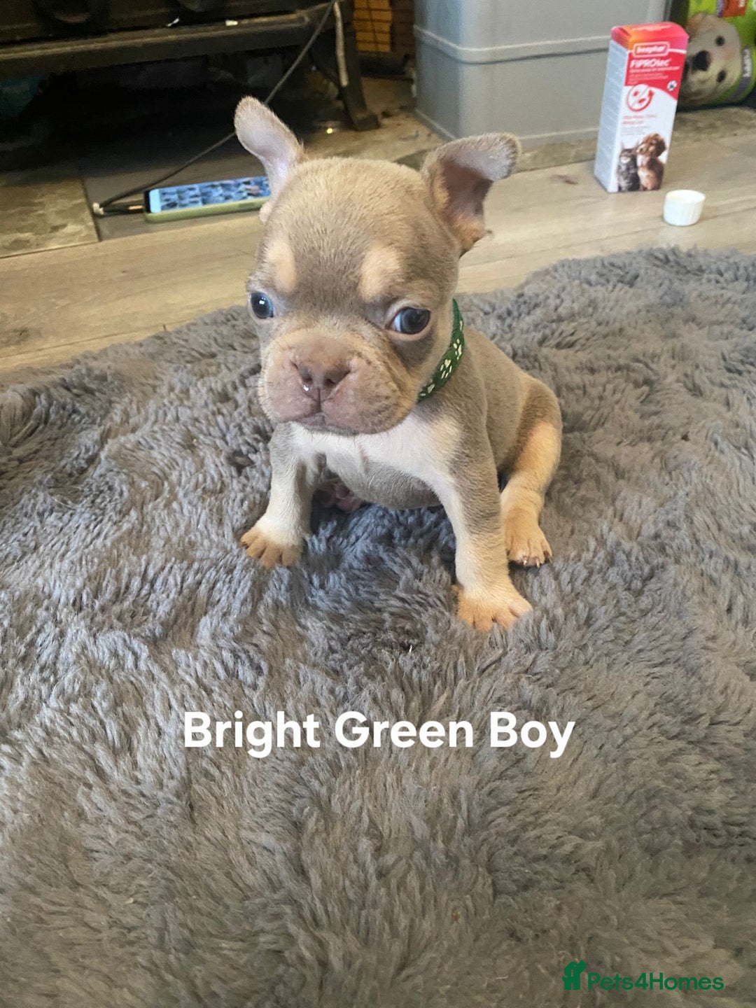 French Bulldog dogs for sale: Beautiful chunky Frenchies - Image 10