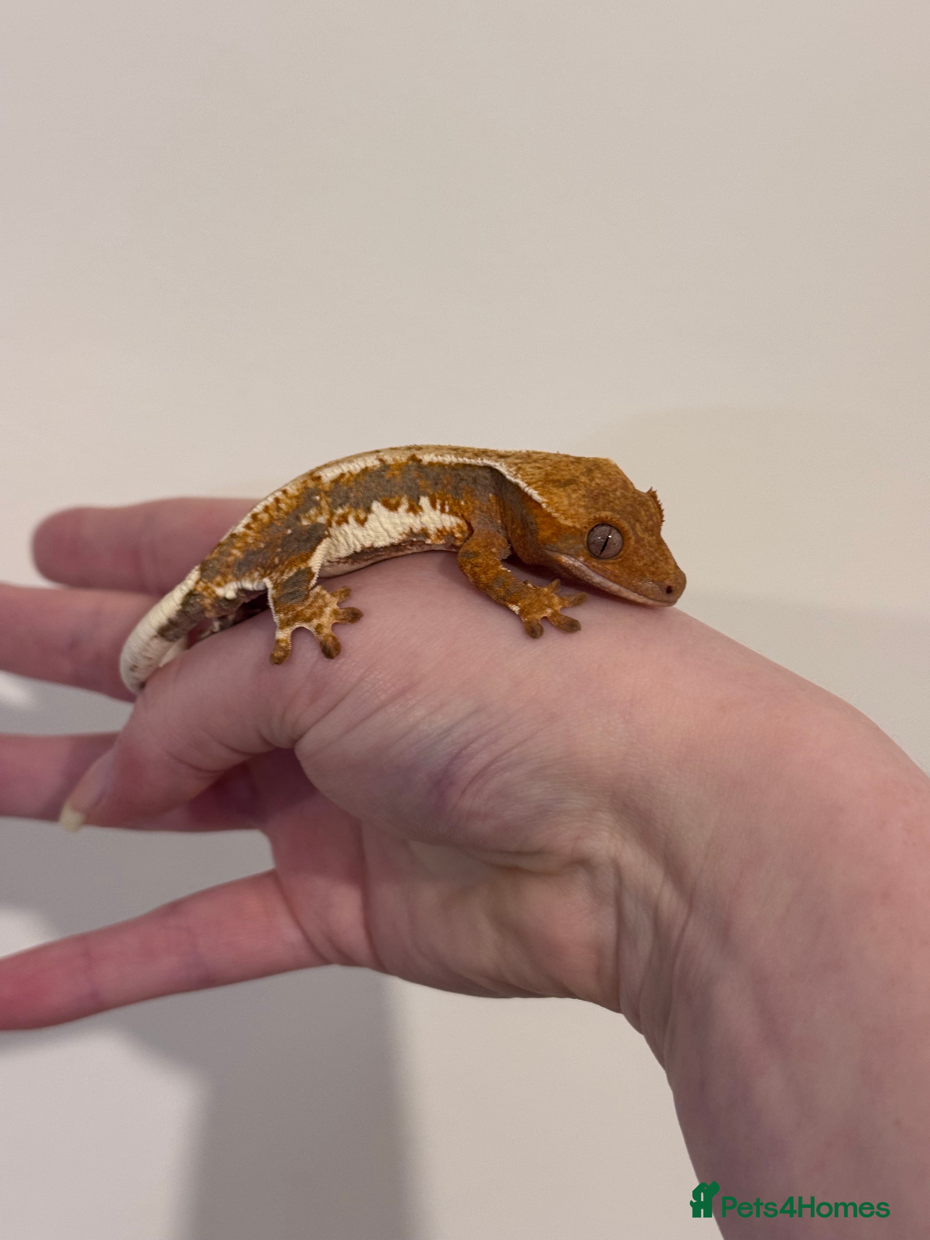 Gecko reptiles Last Lilly left  - Advert 2