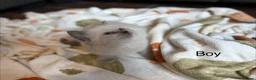 Ragdoll cats for sale: Beautiful Ragdoll Kittens for sale (REDUCED) - Advert 7