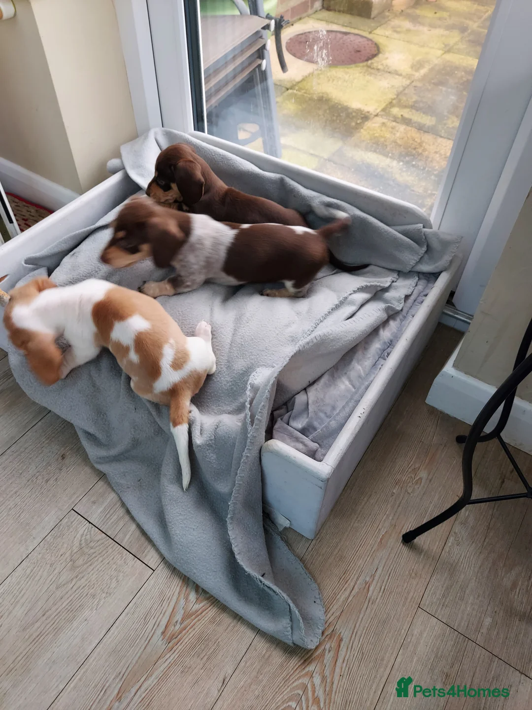 Miniature Dachshund dogs for sale: Miniature Dachshund Puppies - Advert 1