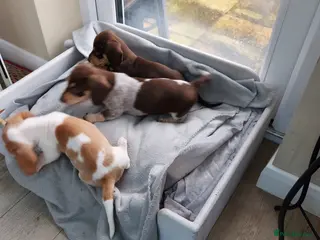 Miniature Dachshund dogs Miniature Dachshund Puppies - Advert 19